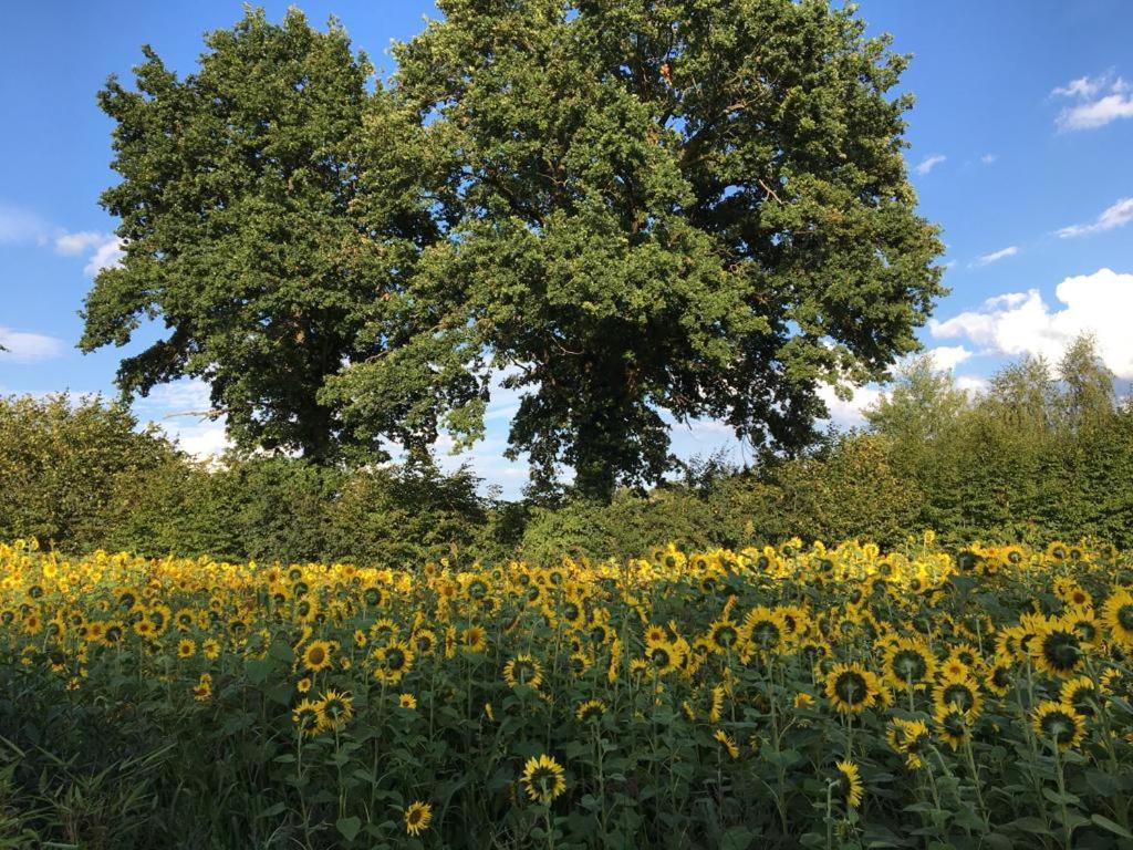 Bed & Breakfast Fuer Individualisten In Gemeinde Scharbeutz, Auch Allergiker Dış mekan fotoğraf